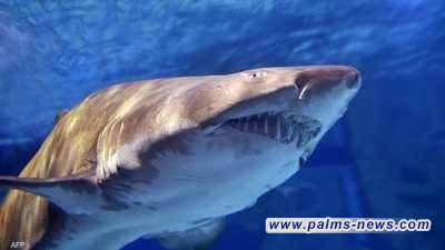 أسماك قرش في البرازيل تتعاطى الكوكايين